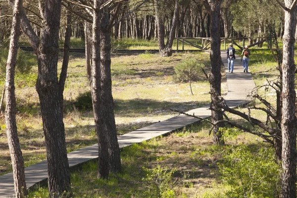 Bosque de pinos en el Parque Nacional Donana — Foto de Stock