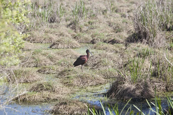 Ibis lucido al Donana National Park — Foto Stock