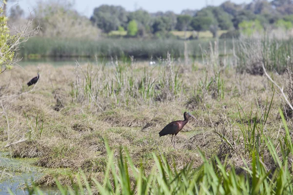 Ibis brilhante no Parque Nacional de Donana — Fotografia de Stock