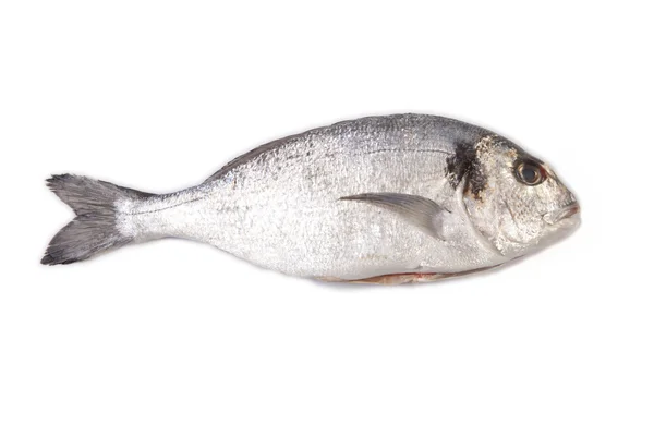 Raw and clean sea bream fish — Stock Photo, Image