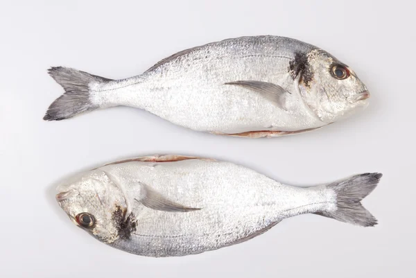 Zwei Doraden Fisch — Stockfoto