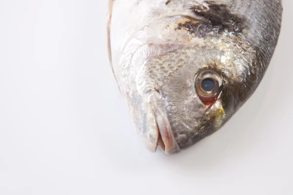 Sea bream head detail — Stock Photo, Image