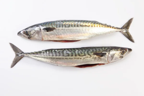 Two Mackerel fish — Stock Photo, Image