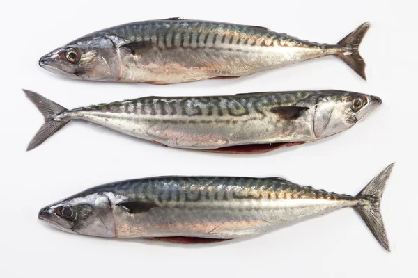 Three Mackerel fish — Stock Photo, Image