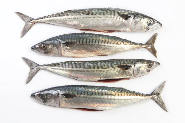 Four Mackerel fish — Stock Photo, Image