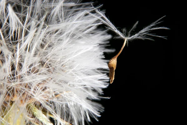 Löwenzahnsamen hängen an — Stockfoto