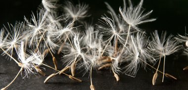 karahindiba tohumlar siyah arka plan üzerinde