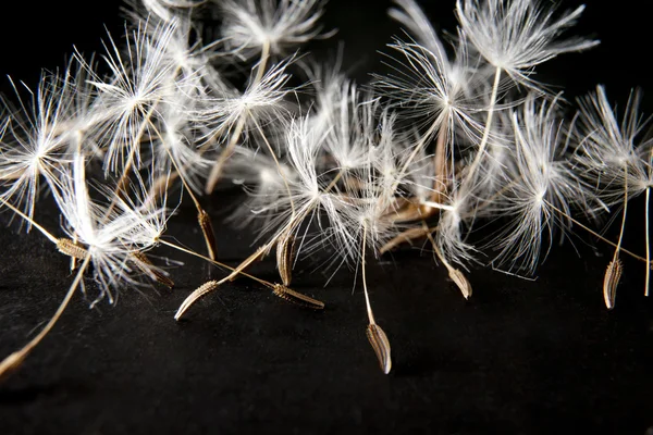 Dandelion seeds over black background — Stock Photo, Image