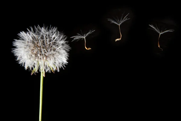 Löwenzahnsamen fliegen — Stockfoto