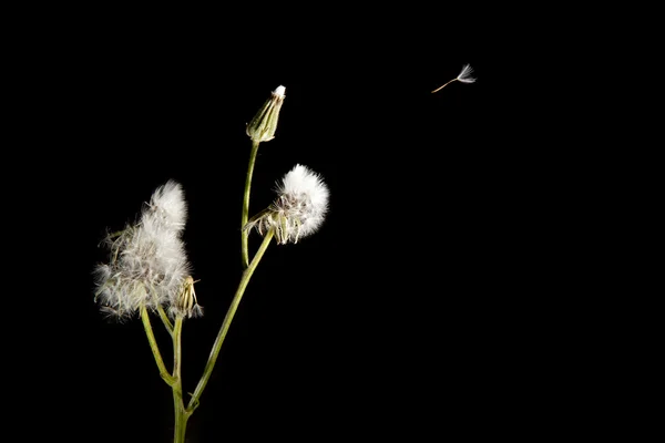 Karahindiba tohum uçan — Stok fotoğraf