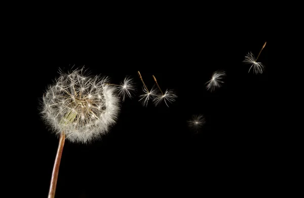 Löwenzahnsamen fliegen — Stockfoto