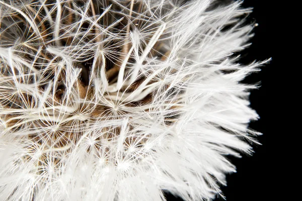 Mælkebøtte bold closeup - Stock-foto