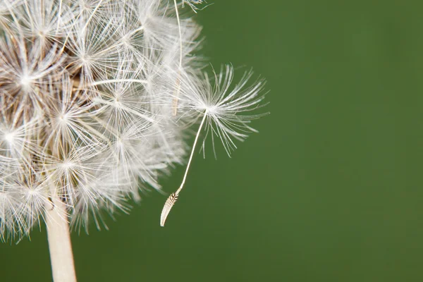 蒲公英种子上挂着 — 图库照片