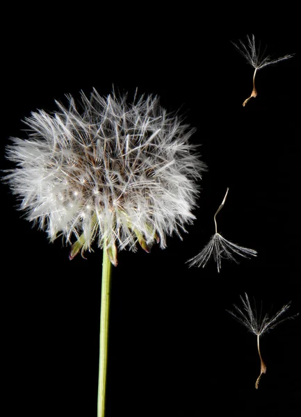 Dandelion seeds flying — Stock Photo, Image