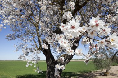 Armut Ağacı çiçek