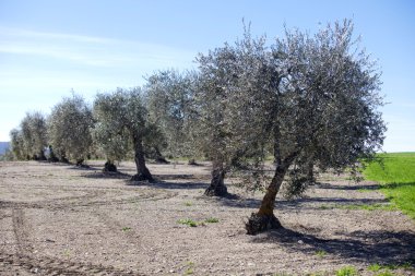 Zeytin ağaçlarıyla kaplı