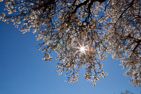 Pear tree branch in full bloom — Stock Photo, Image