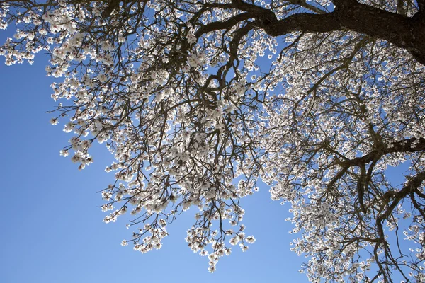Gruszka gałęzi drzewa w rozkwicie — Zdjęcie stockowe