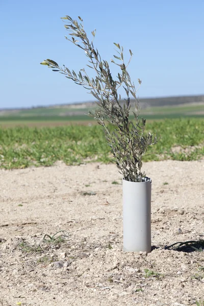 Olivenbaumpflanze durch PVC geschützt — Stockfoto