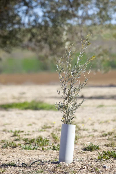 Planta de olivo protegida por PVC —  Fotos de Stock