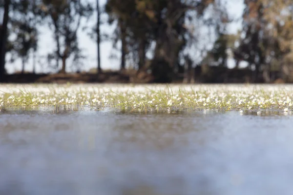 Gemensamt vatten crowfoot — Stockfoto