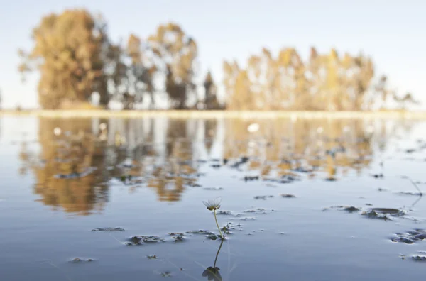 一般的な水クロウフット — ストック写真