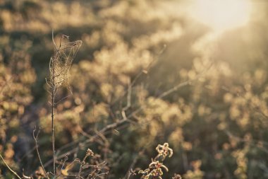 bitki tam örümcek güneş ışığı karşı net Kuru 