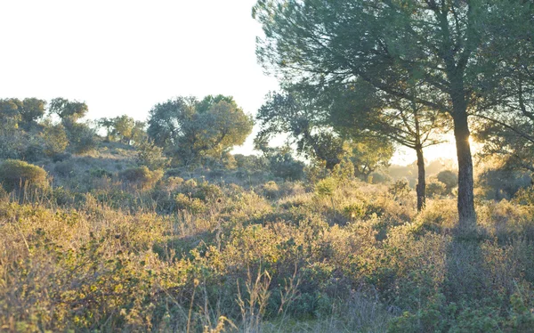 Puesta de sol en los campos de Dehesa — Foto de Stock