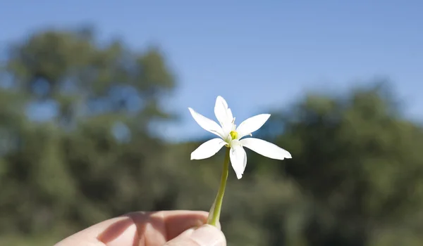 Flor de bethlehem en la mano — Foto de Stock