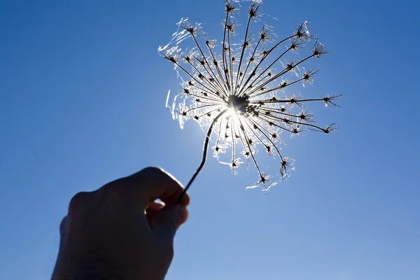 Planta seca hin sua mão contra o sol — Fotografia de Stock