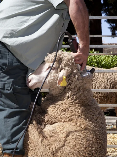 Mature farmer shearing sheep with clipper — Stock Photo, Image