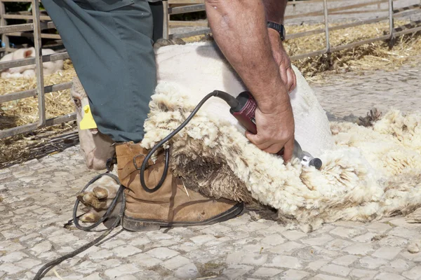 Tosatura pecore per lana — Foto Stock