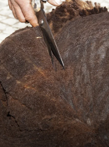 Shearing with traditional manual scissor — Stock Photo, Image