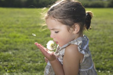 Bir karahindiba yeşil üzerinde üfleme