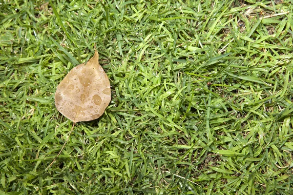 Trockenes Blatt mit Tropfen — Stockfoto