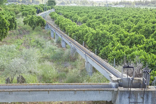 Apelsinträd plantering i Guadiana ängar, Spanien — Stockfoto