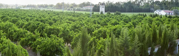 Orange trees plantation at Guadiana Meadows, Spain — Stock Photo, Image