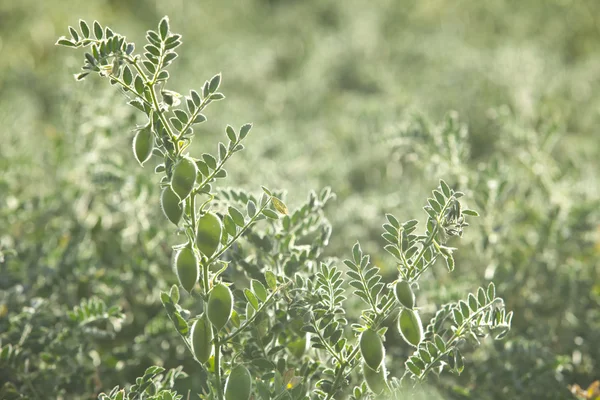 成長中のエンドウ豆 — ストック写真