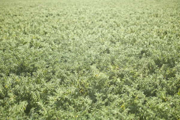 Plantation de pois rétro-éclairé — Photo