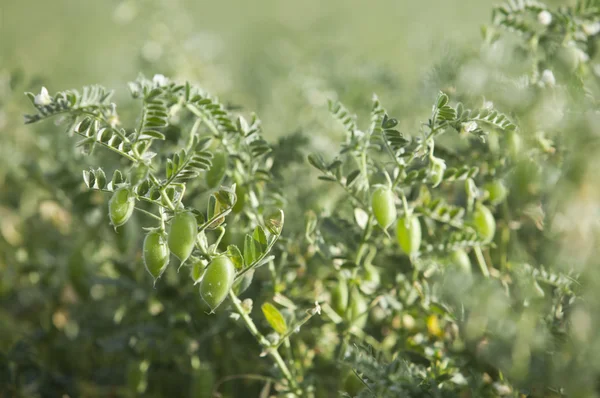 Détail plantation de pois — Photo