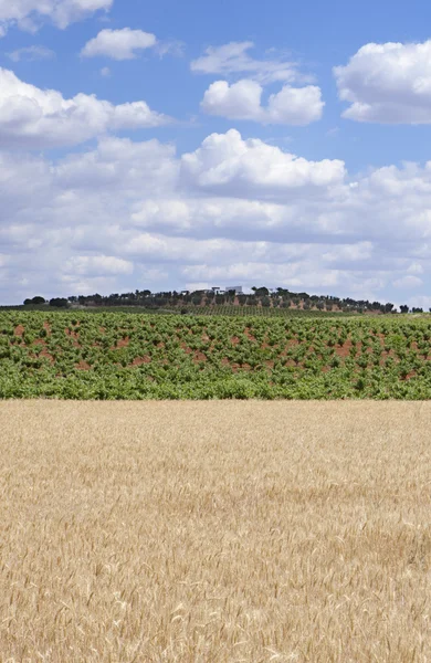 Korn fält och vinstockar plantation — Stockfoto