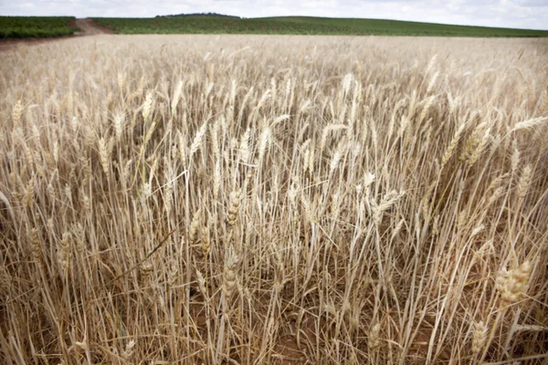 Gerst veld — Stockfoto