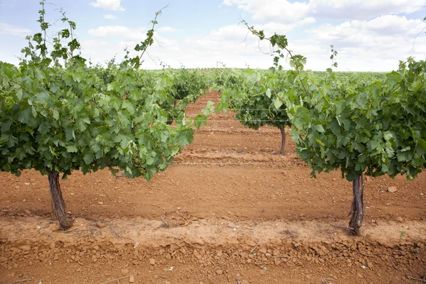 Vineyard metal poles and wire — Stock Photo, Image