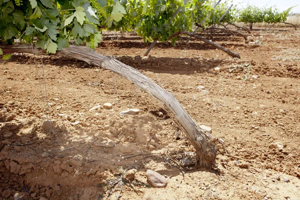 Vines plantation roots — Stock Photo, Image