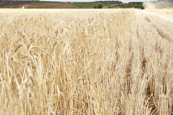 Gerste ernten — Stockfoto