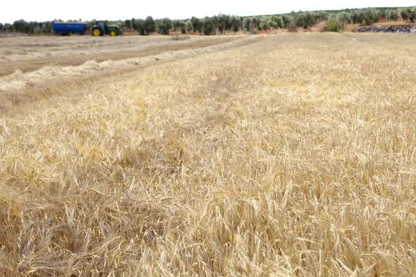 大麦を収穫 — ストック写真