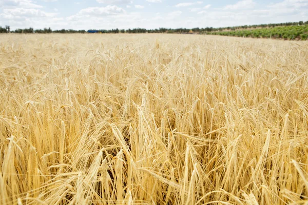 Narley-Feld — Stockfoto