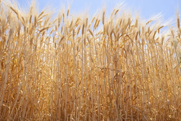 Lage hoek gerst veld — Stockfoto