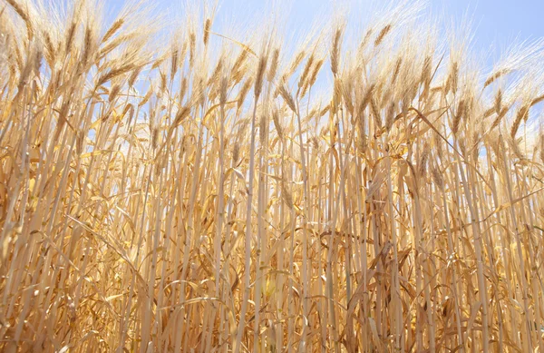 Lage hoek gerst veld — Stockfoto