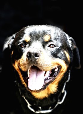 Güzel genç rottweiler portresi
